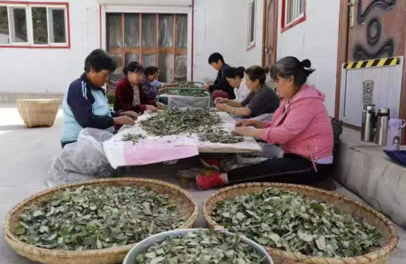 恒山老道茶，文旅路上的閃亮名片   
